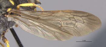 Media type: image;   Entomology 13791 Aspect: wing